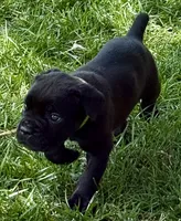 Hannah, a female Cane Corso for sale in Longmont, CO – 6 of 10