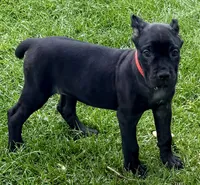 Ultra, a female Cane Corso for sale in Longmont, CO – 5 of 10