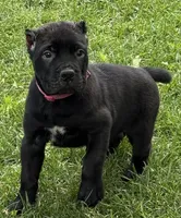 Harlow, a female Cane Corso for sale in Longmont, CO – 6 of 10