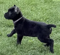 Harper, a female Cane Corso for sale in Longmont, CO – 4 of 10