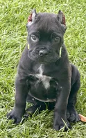 Hannah, a female Cane Corso for sale in Longmont, CO – 7 of 10