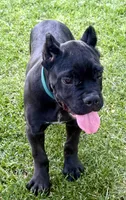 Hannah, a female Cane Corso for sale in Longmont, CO – 8 of 10