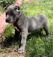 Neptune, a male Cane Corso for sale in Longmont, CO – 9 of 10