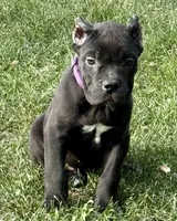 Midnight, a female Cane Corso for sale in Longmont, CO – 7 of 9