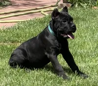 Hannah, a female Cane Corso for sale in Longmont, CO – 10 of 10