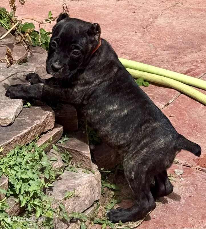 Grazie – Cane Corso puppy for sale in Longmont, CO