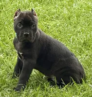 Hope, a female Cane Corso for sale in Longmont, CO – 10 of 10