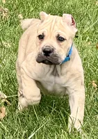 Von, a male Cane Corso for sale in Longmont, CO – 10 of 10