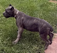 Mica, a female Cane Corso for sale in Longmont, CO – 6 of 10