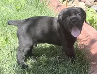 Hudson, a male Cane Corso for sale in Longmont, CO – 4 of 10