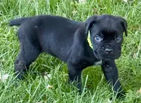 Hannah, a female Cane Corso for sale in Longmont, CO – 2 of 10