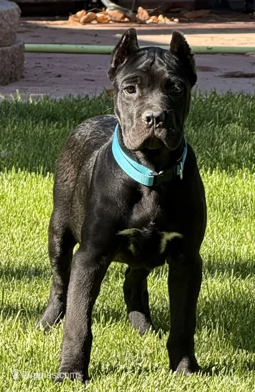 Hope – Cane Corso puppy for sale in Longmont, CO