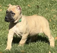 Vaper, a male Cane Corso for sale in Longmont, CO – 7 of 10