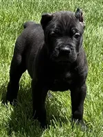 Nacho, a male Cane Corso for sale in Longmont, CO – 6 of 10