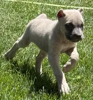 Nova, a female Cane Corso for sale in Longmont, CO – 9 of 10