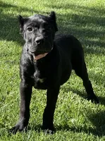 Harlow, a female Cane Corso for sale in Longmont, CO – 1 of 10