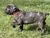 Maybel, a female Cane Corso for sale in Longmont, CO – 3 of 10