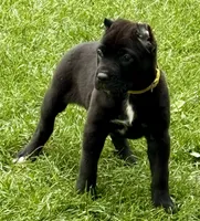 Hazel, a female Cane Corso for sale in Longmont, CO – 5 of 10