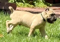 Hunter, a male Cane Corso for sale in Longmont, CO – 10 of 10