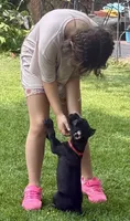 Ultra, a female Cane Corso for sale in Longmont, CO – 3 of 9