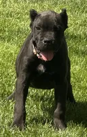 Nola, a female Cane Corso for sale in Longmont, CO – 3 of 10