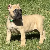 Vaper, a male Cane Corso for sale in Longmont, CO – 2 of 10