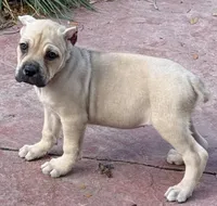 Verona, a female Cane Corso for sale in Longmont, CO – 5 of 10