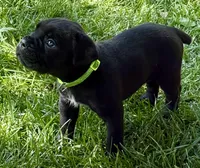 Hannah, a female Cane Corso for sale in Longmont, CO – 4 of 10