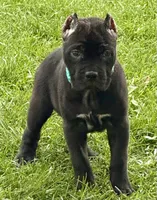 Hope, a female Cane Corso for sale in Longmont, CO – 1 of 10