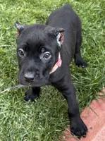 Ursula, a female Cane Corso for sale in Longmont, CO – 7 of 7