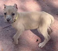 Violet, a female Cane Corso for sale in Longmont, CO – 9 of 10
