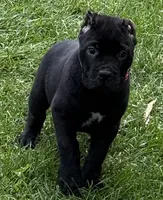 Harlow, a female Cane Corso for sale in Longmont, CO – 7 of 10