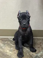 Ultra, a female Cane Corso for sale in Longmont, CO – 9 of 9