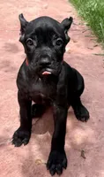 Ultra, a female Cane Corso for sale in Longmont, CO – 3 of 10