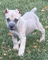 Vito, a male Cane Corso for sale in Longmont, CO – 8 of 10