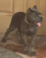 Mica, a female Cane Corso for sale in Longmont, CO – 10 of 10
