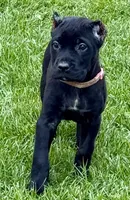 Ursula, a female Cane Corso for sale in Longmont, CO – 2 of 7