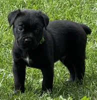 Hagrid, a male Cane Corso for sale in Longmont, CO – 1 of 9