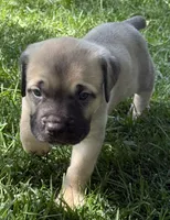 Hunter, a male Cane Corso for sale in Longmont, CO – 5 of 9