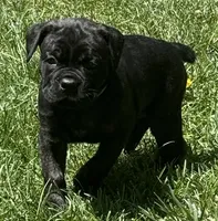 Maple, a female Cane Corso for sale in Longmont, CO – 10 of 10