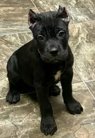 Monarch, a female Cane Corso for sale in Longmont, CO – 8 of 10