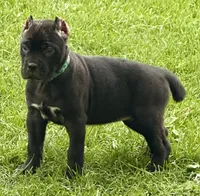 Hope, a female Cane Corso for sale in Longmont, CO – 6 of 10