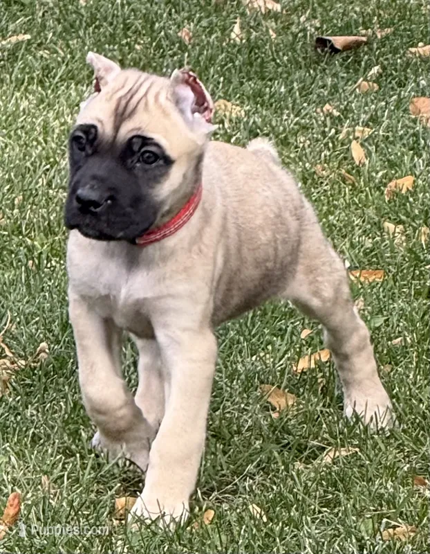 Venus – Cane Corso puppy for sale in Longmont, CO