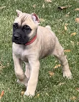 Venus, a female Cane Corso for sale in Longmont, CO – 1 of 10