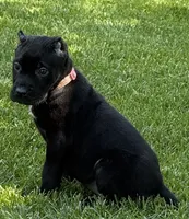 Ursula, a female Cane Corso for sale in Longmont, CO – 4 of 7