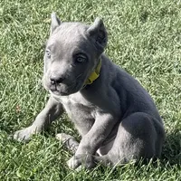 Muffin, a female Cane Corso for sale in Longmont, CO – 8 of 10
