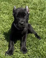 Ula, a female Cane Corso for sale in Longmont, CO – 2 of 6