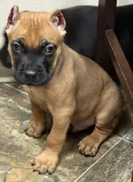 Nugget, a male Cane Corso for sale in Longmont, CO – 10 of 10