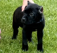 Usher, a male Cane Corso for sale in Longmont, CO – 5 of 8