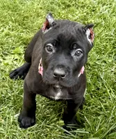 Ursula, a female Cane Corso for sale in Longmont, CO – 6 of 7